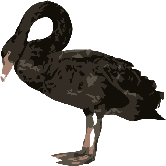 Black Swan - Black Swans Png (850x600), Png Download