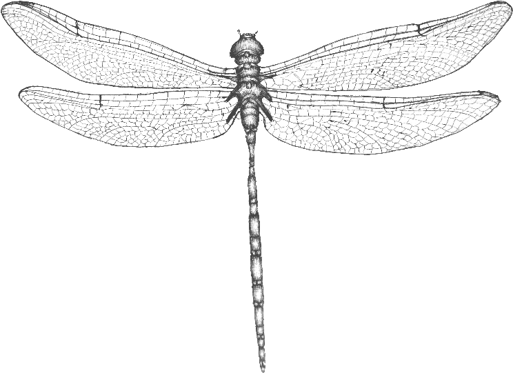 Dragonfly Wings - Dragonfly (800x680), Png Download