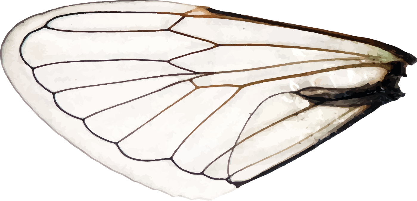 Dragonfly (1399x676), Png Download