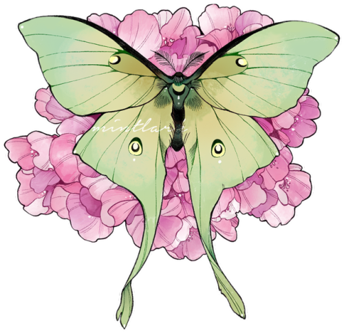 Instagram (500x483), Png Download