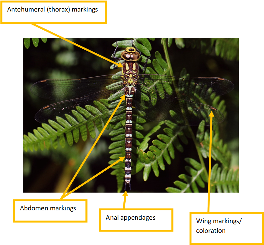 Submit An Id Enquiry - Dragonflies And Damseflies (871x820), Png Download
