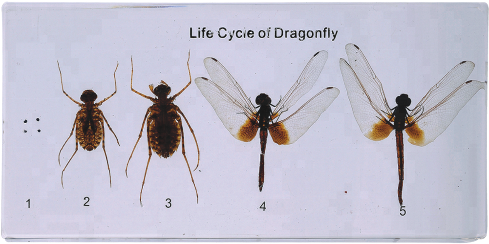 Dragonfly Of Life Cycle Model For Teaching - Membrane-winged Insect (1000x999), Png Download