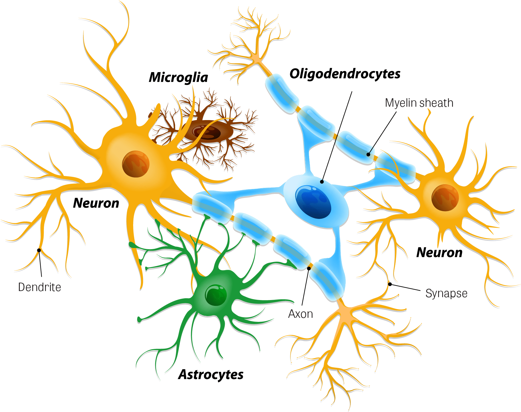 Illustration Of Neurons And Neuroglial Cells - Neuroglia (1852x1454), Png Download