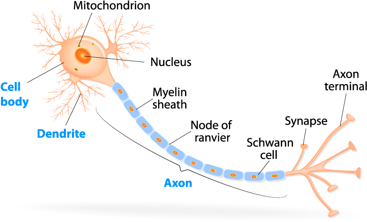 Structure Of A Typical Neuron - Typical Neuron (800x600), Png Download