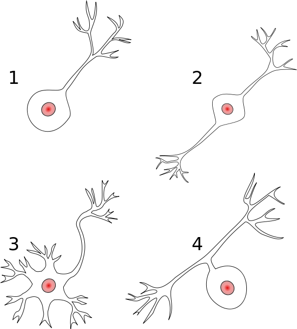 Neurons - Bipolar Neurons (639x686), Png Download