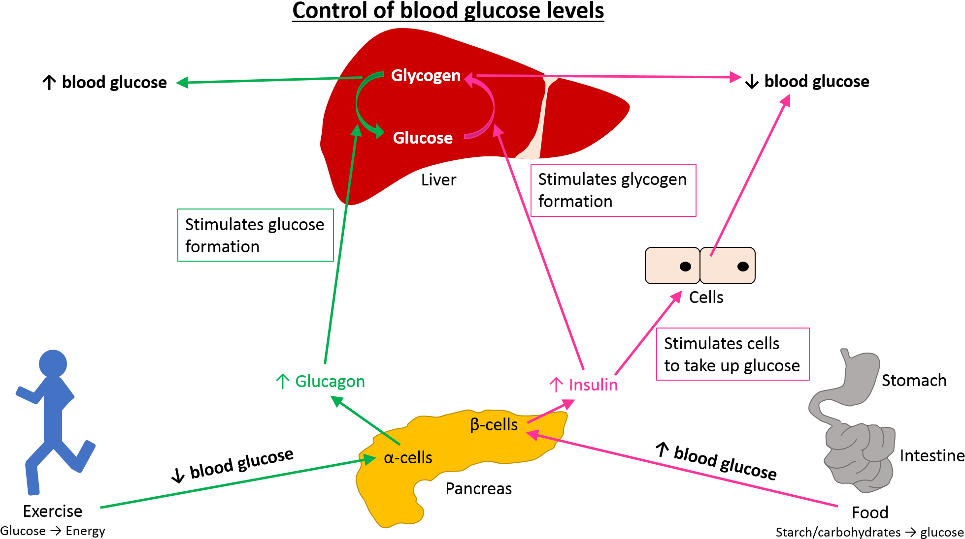 Insulin Is Important To Prevent Hyperglycaemia, A Condition - Linkedin Pulse (2001x1143), Png Download