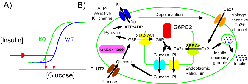 Glucose Blog Image - Blog (833x283), Png Download