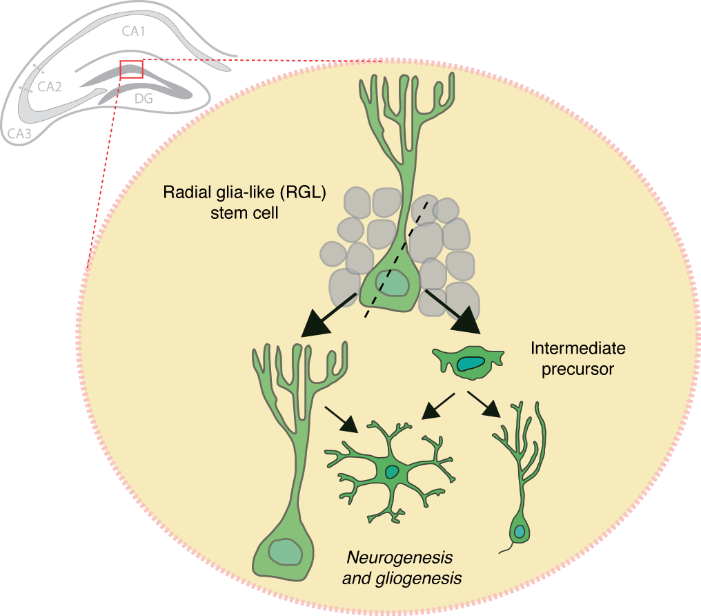 Cell Division New Neurons - Neuron (1016x892), Png Download