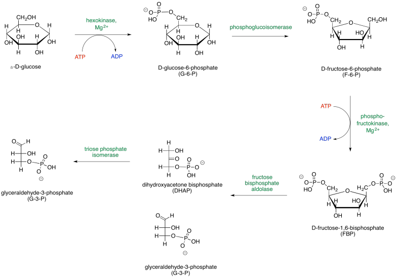 Glycolysis Is Sometimes Presented In Two Parts, So - Glycolysis (782x547), Png Download