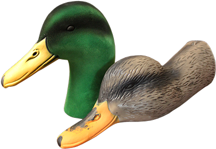 Heads Mallard2 Crc=4073172103 - Mallard Duck Decoy Head (443x305), Png Download