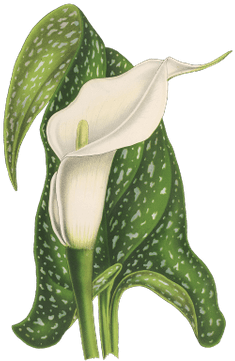 Calla Flower Drawing - Phallic Symbol Flowers (400x400), Png Download
