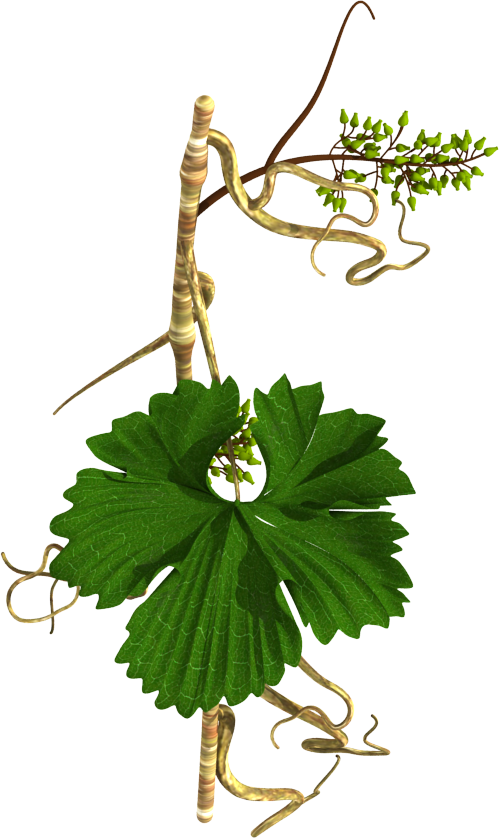 Grape Vine In Horizontal Alignment - Floral Design (499x838), Png Download