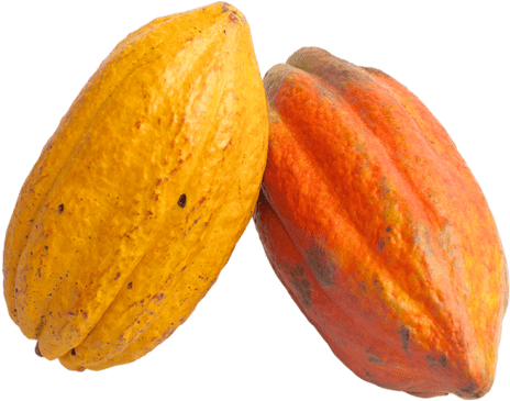 Free Png Cacao Png Images Transparent - Cacao Png (850x468), Png Download