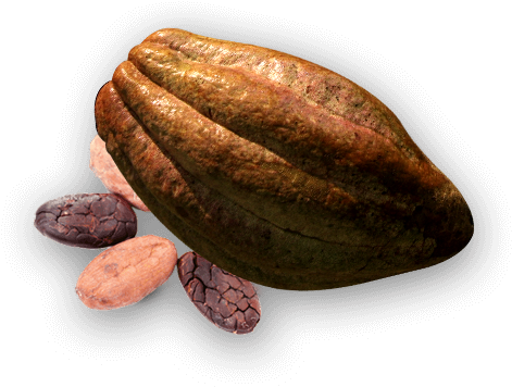 Fruto Del Cacao Png (502x388), Png Download