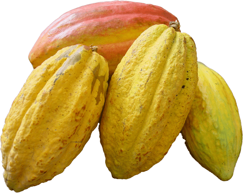 Free Png Cacao Png Images Transparent - Transparent Background Cacao Png (850x677), Png Download