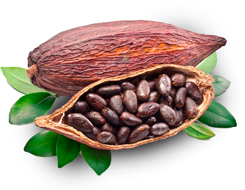 Cacao - Cocoa Beans Grown Around The World (594x392), Png Download