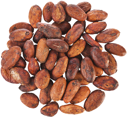 Cacao Tree (450x414), Png Download