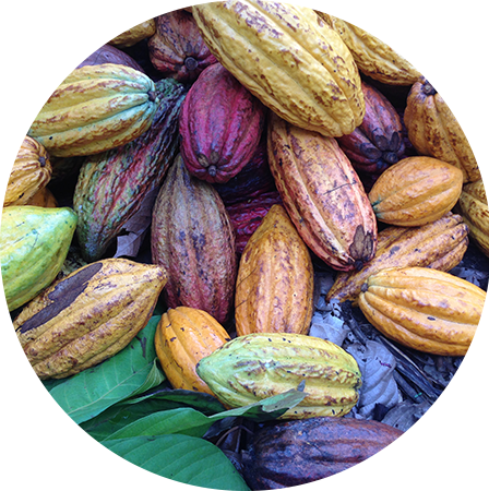 The Cocoa We Use For Nutella® Originates Mainly From - The Selection (448x450), Png Download