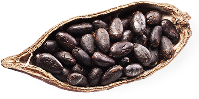 Chocolate Comes From A Tree - Cacao Png (650x455), Png Download