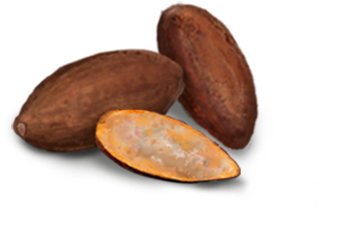 Almond (800x800), Png Download