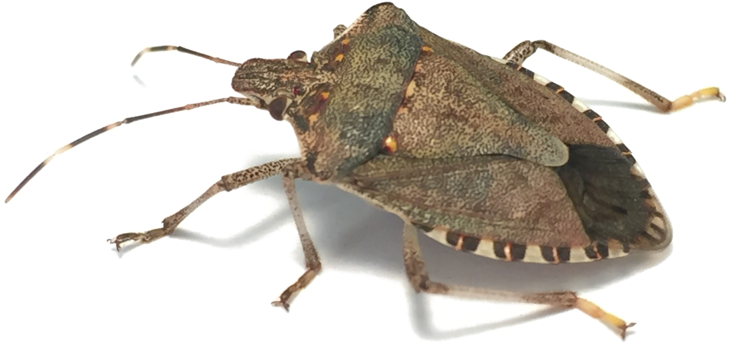 Stink Bug Png Image Background - Brown Marmorated Stink Bug (3059x1765), Png Download