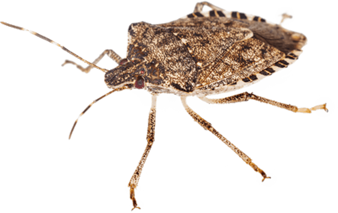 Stink Bug Transparent Image - Worst Bugs In Michigan (1080x682), Png Download