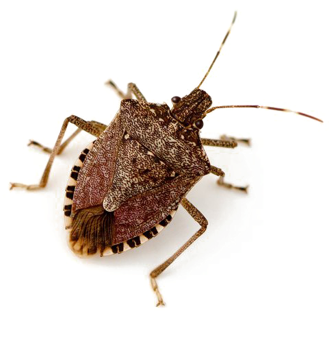Stink Bug Png Image - Stink Bug Life Span (800x654), Png Download