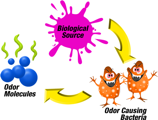 Shoe Deodorizer - Body Odor Bacteria (548x394), Png Download
