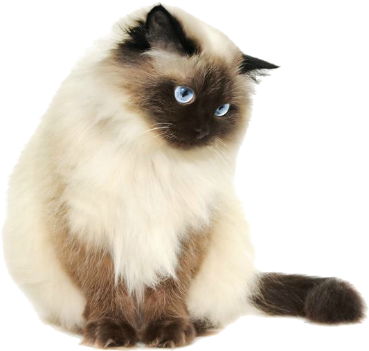 Related Keywords & Suggestions For Transparent Cats - Siamese Cat Transparent Background (849x566), Png Download