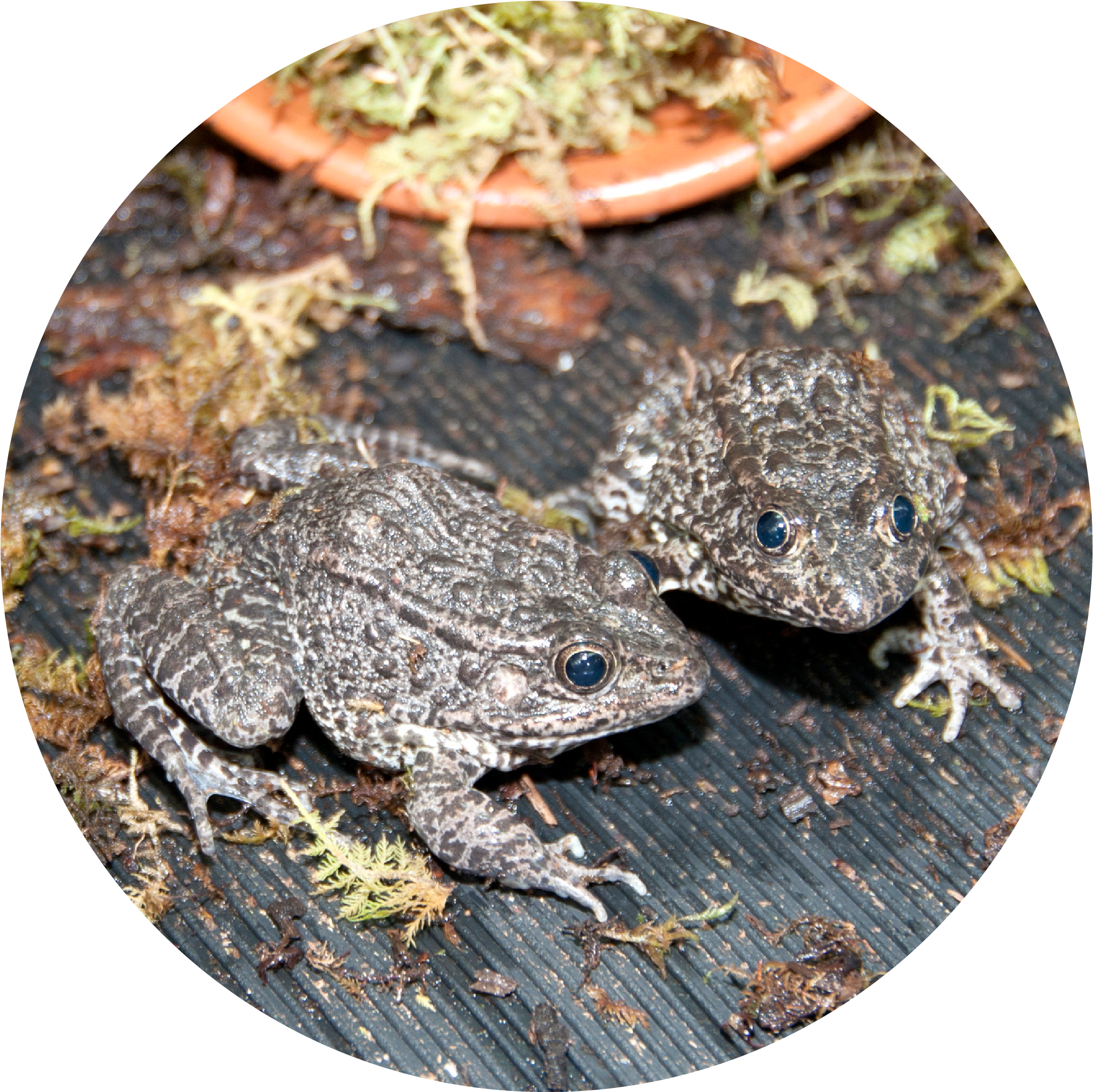 Gopher Frog - Type Of Animals Live In Mississippi (2333x2333), Png Download