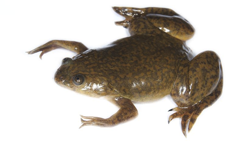 African Clawed Frog (800x533), Png Download