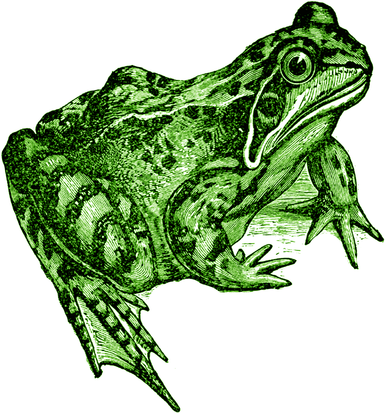 A Transparent Background Transparent Background Frog - Frog Prince Rubber Stamp P35 (1600x1497), Png Download