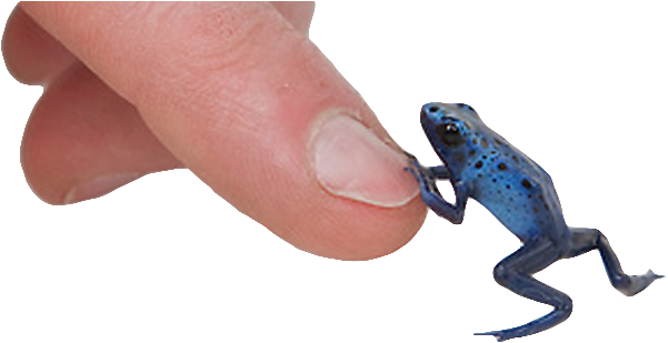 Dart Frog Ownership Is Legal Again In Alberta - True Frog (615x350), Png Download