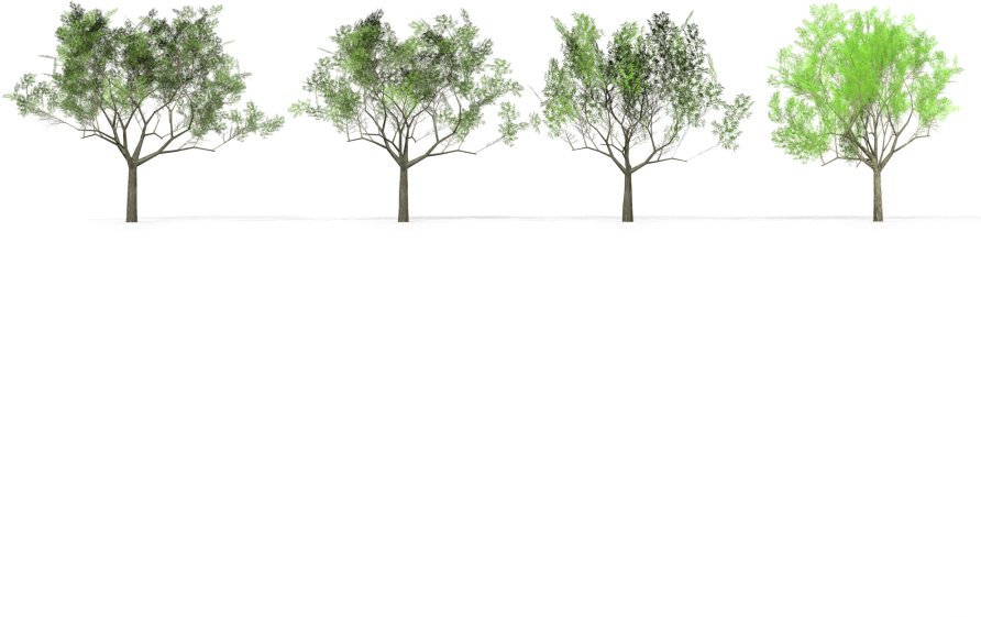 4 Eucalyptus Crebra Tree Royalty-free 3d Model - Eucalyptus Crebra (920x920), Png Download