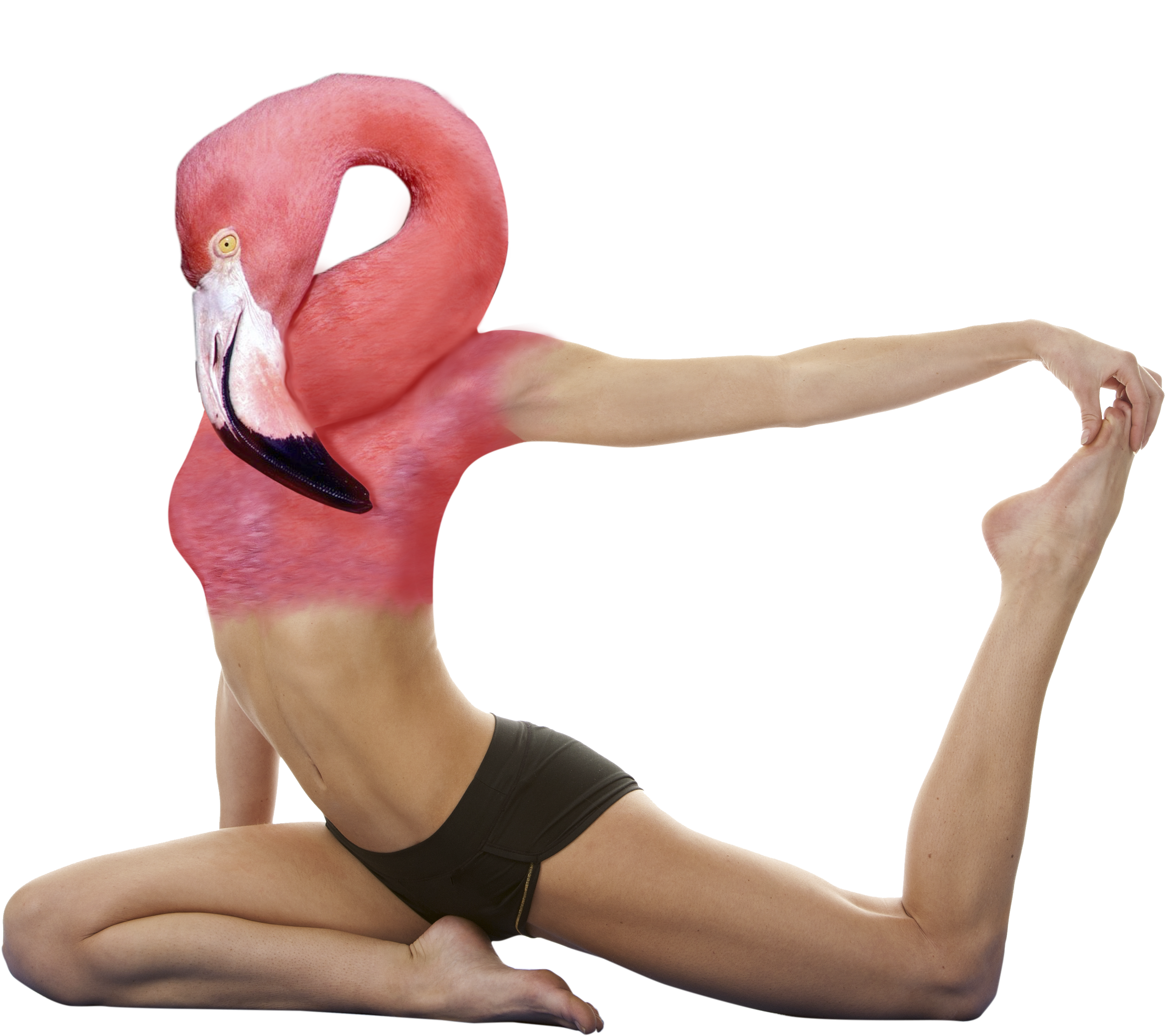 Crazy Animals - Strong And Flexible Body (3549x2790), Png Download