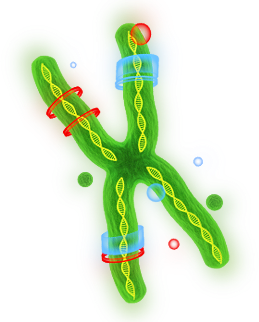 Gene Strand (1024x1024), Png Download