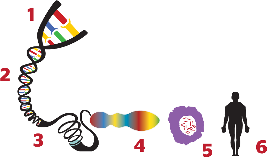 1 - - Genome (890x600), Png Download