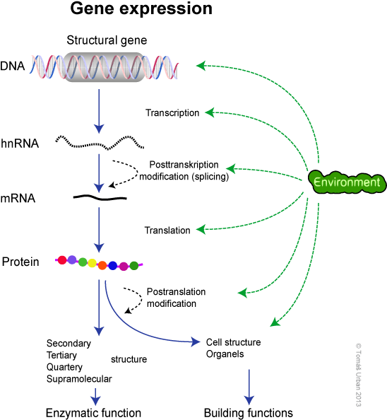 Dogma Molecular Biology - Gene Expression Process (561x598), Png Download