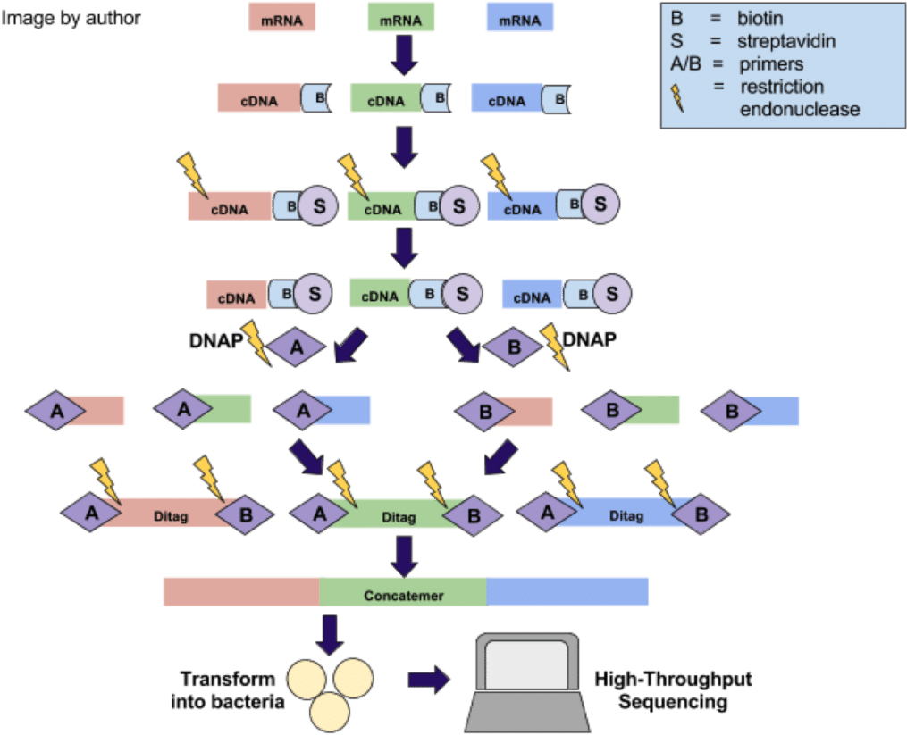 Sage Protocol - Gene Expression Analysis (1024x833), Png Download