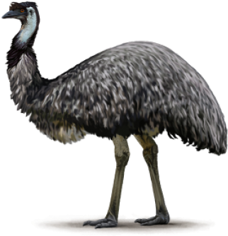 Emu Black And White (500x500), Png Download