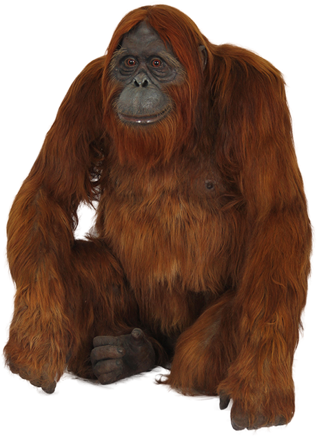 Orangutan Png (640x640), Png Download