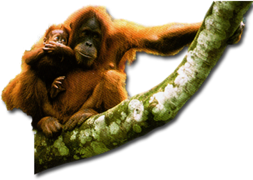 Orangutan Download Transparent Png Image - Orangutan Transparent (500x377), Png Download