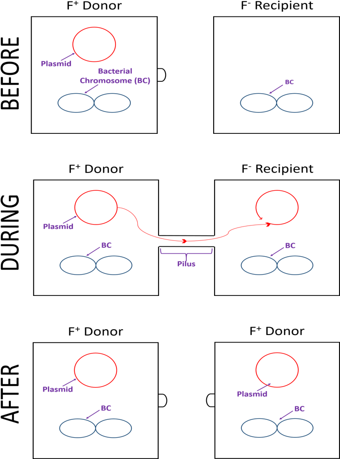 Horizontal Gene Transfer - Thumbnail (719x993), Png Download