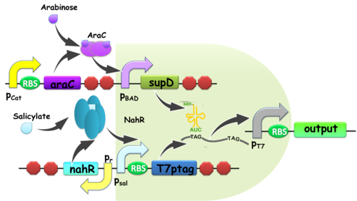 T7ptag Is A T7 Rna Polymerase Gene With Two Internal - Boolean Logic Gate Gene Networks (500x282), Png Download