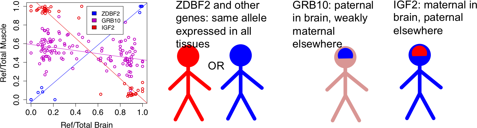 Many Human Traits From Gene Expression Levels To Disease - Imprinted Gene Expression (1678x552), Png Download