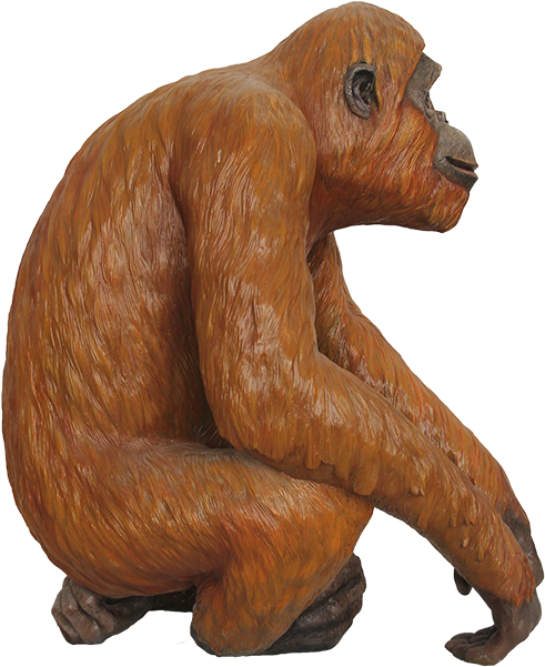 Orangutan-21 - Orangutan (640x640), Png Download