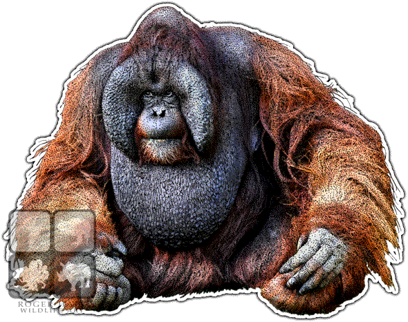 Bornean Orangutan Decal - Orangutan Art (590x466), Png Download