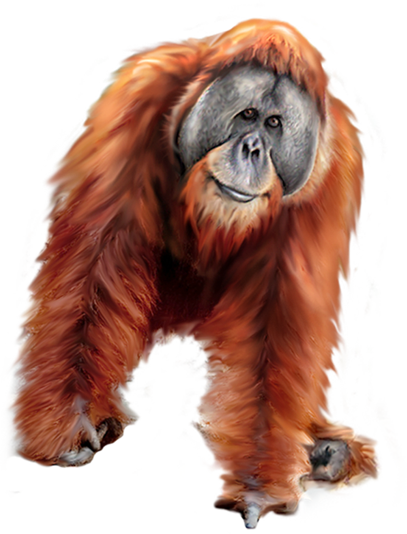 Png Images Orangutan (id 17608) - Orangotango Png (1320x1730), Png Download
