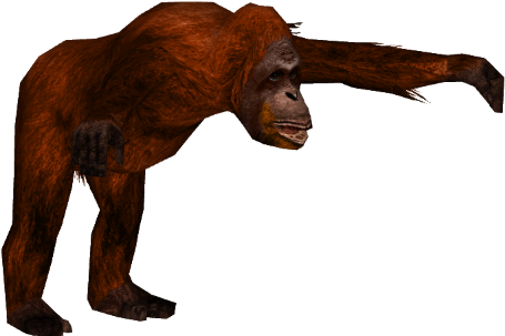 Sumatran Orangutan 2 - Wiki (480x480), Png Download