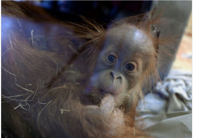 Baby Orangutan Spotted At Kuching Zoo Believed To Be - Orangutan (991x557), Png Download
